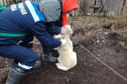 Коломенские ветеринары начали бесплатную выездную вакцинацию питомцев
