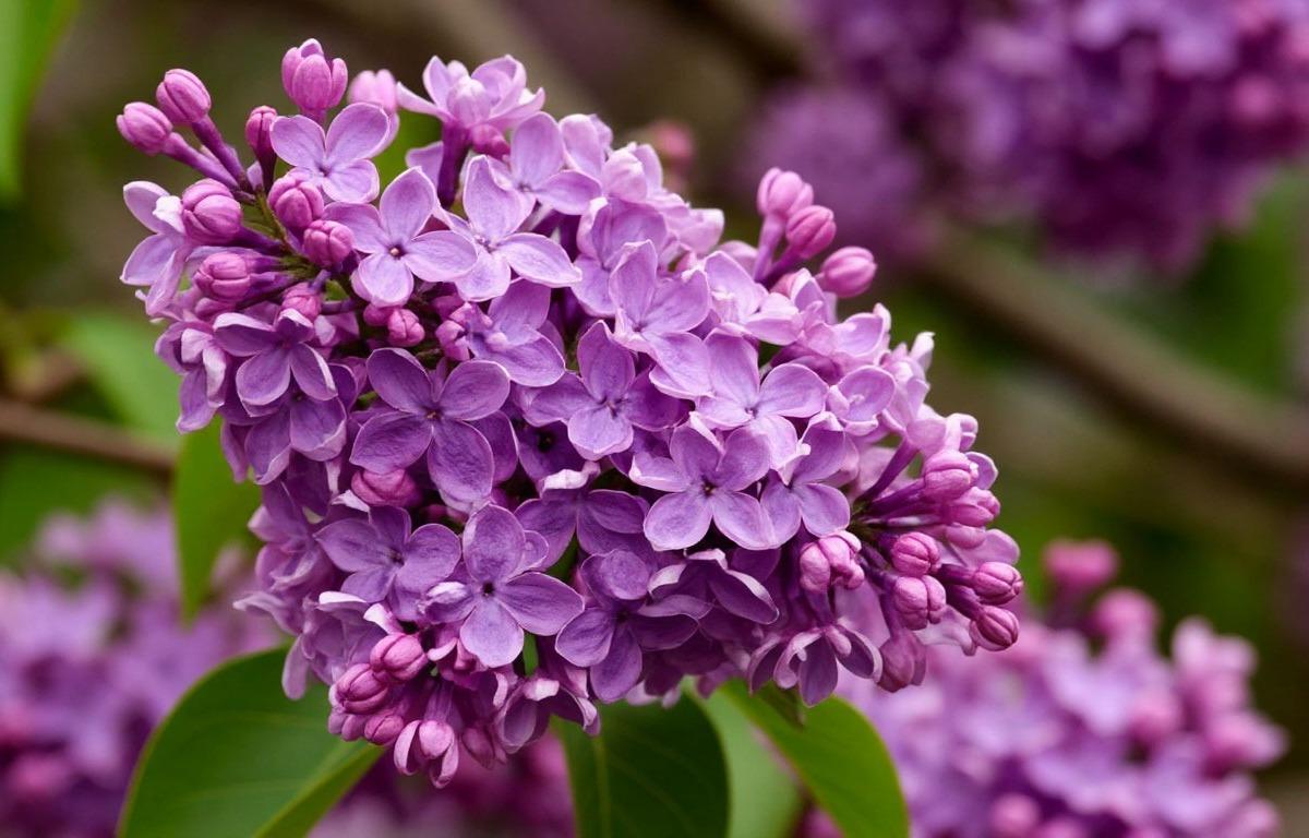 Миф о «полезной ломке»: в Роскачестве развенчали народную мудрость про сирень