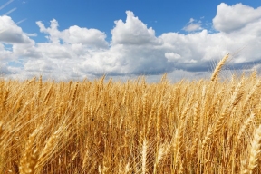 Russia has increased wheat supplies to China since the beginning of the year