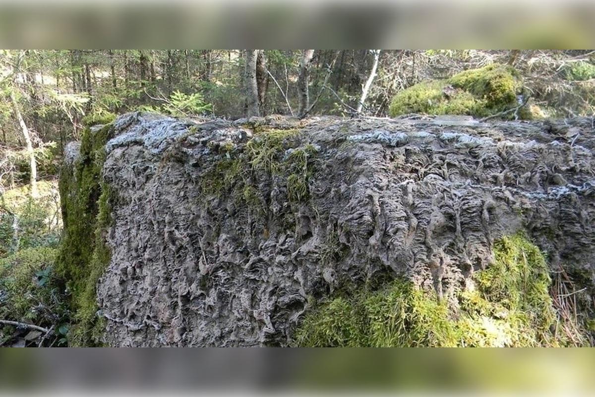 В Ленобласти создадут четыре новые особо охраняемые территории