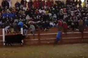 На корриде в Испании бык насмерть забодал человека впервые за 40 лет