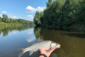 Белый амур и толстолобик – ключ к рыбному изобилию Дона