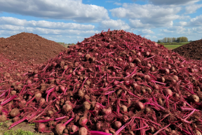 Поле в Сергачском районе превратилось в свалку жома свеклы