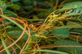 В Астраханской области каждая партия подкарантинной импортной продукции исследуется