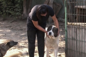 Власти Рязанской области ищут подрядчика для надзора за строительством приюта для животных