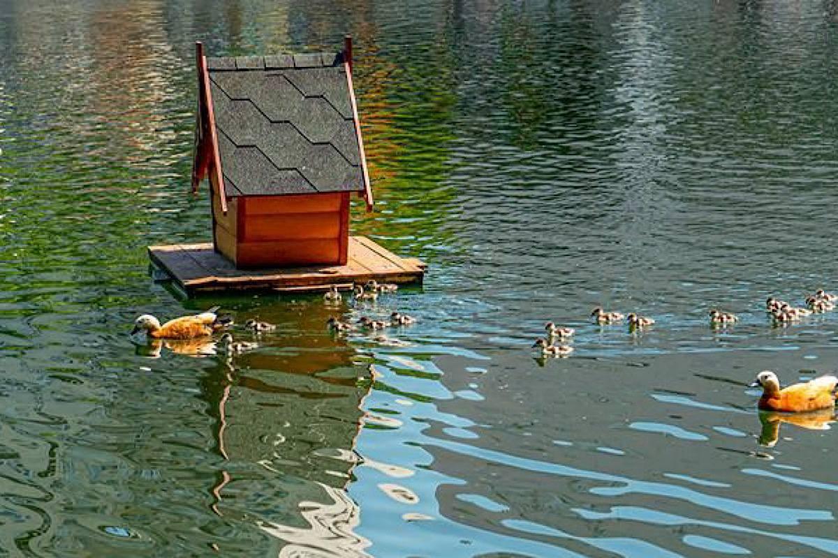 The capital's ponds are preparing to receive waterfowl: almost 200 houses for ducks will appear on water bodies