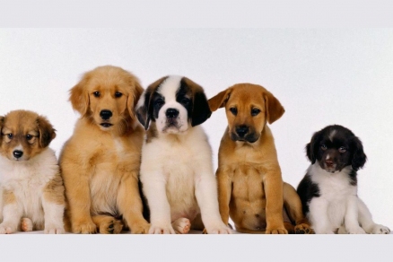 С 1 июля в Оренбуржье вступила в силу обязательная регистрация домашних собак