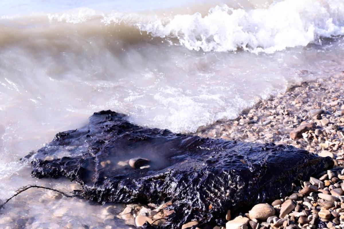 Environmentalists assessed the condition of the Crimean coastline after the oil spill