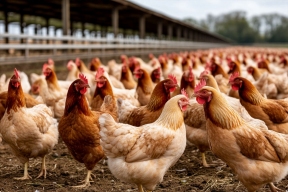 В Хабаровском крае запустят агрокомплекс по производству мяса птицы