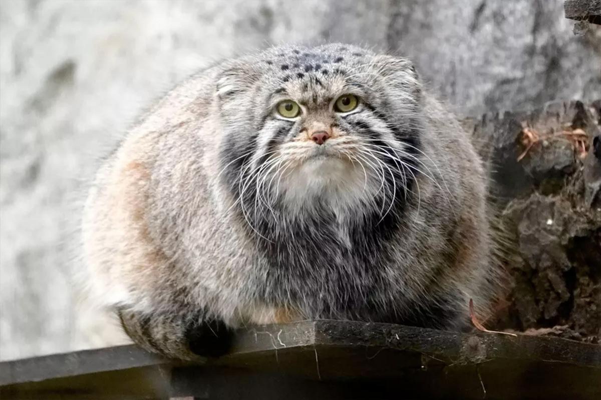 Любовь не состоялась: японский зоопарк разбил надежды московского манула Тимофея