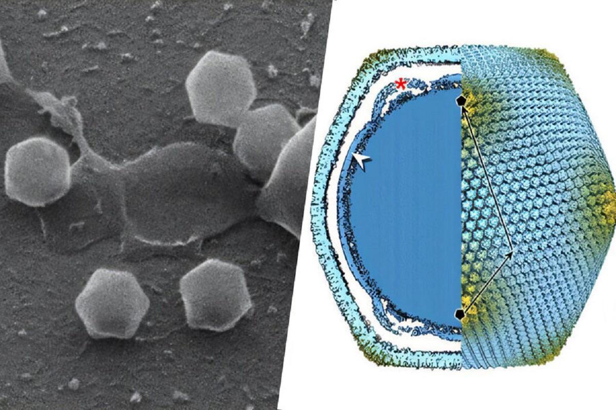 «Микромир уже не будет прежним»: ученые открыли новый гигантский вирус