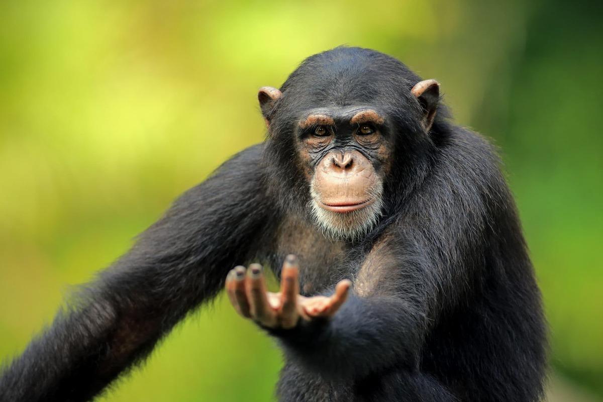 Ученые рассказали, каким образом приматы быстро распознают лица