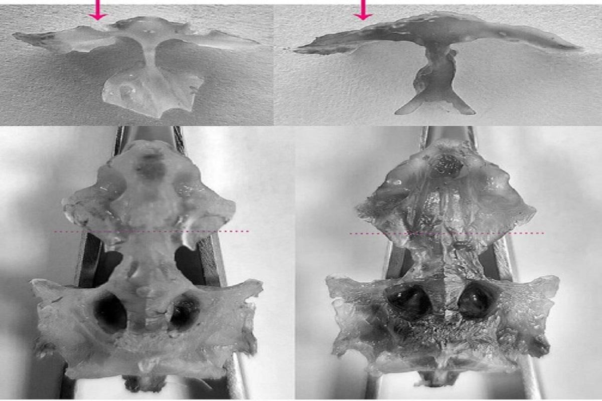 На Камчатке нашли рыбу с уникальным строением черепа