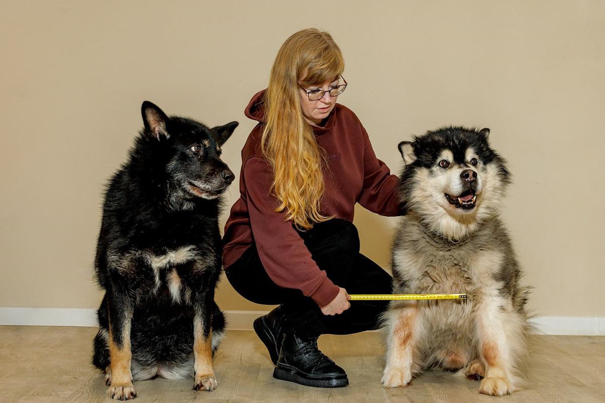 Московские волонтеры отправили в зону СВО первую партию медицинских подсумков для служебных собак