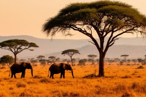 Протесты в Африке: сафари-лагерь Ritz-Carlton Masai Mara блокирует миграцию животных