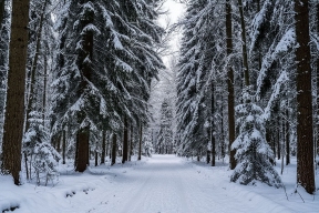 В Якутии временно ограничат доступ жителей в леса