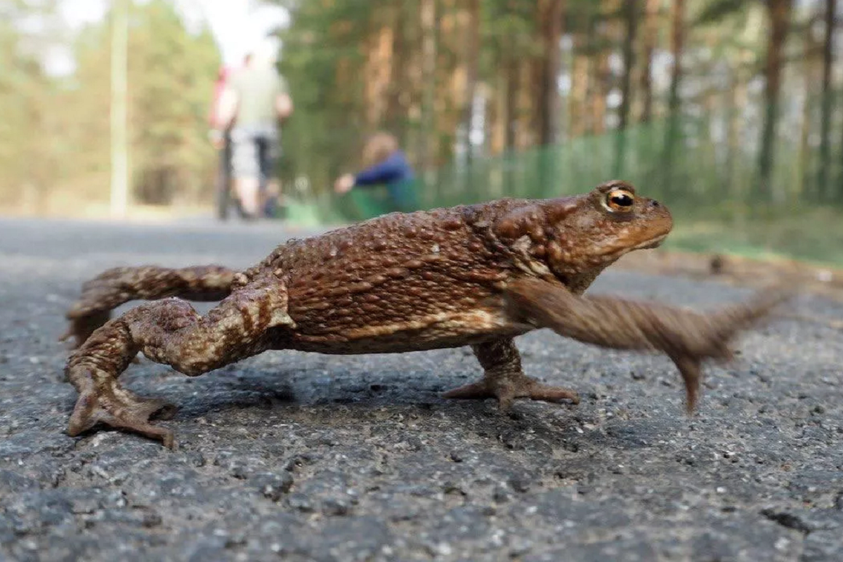 В Новосибирске бетонный забор стал препятствием для миграции жаб