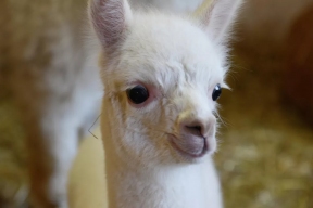 Контактный парк альпак появится в Новосибирской области в этом году