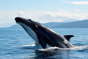 Гренландские киты восстанавливаются там, где их защищал морской лед