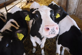 Инцидент на деревенском кладбище: «телки» устроили разгром