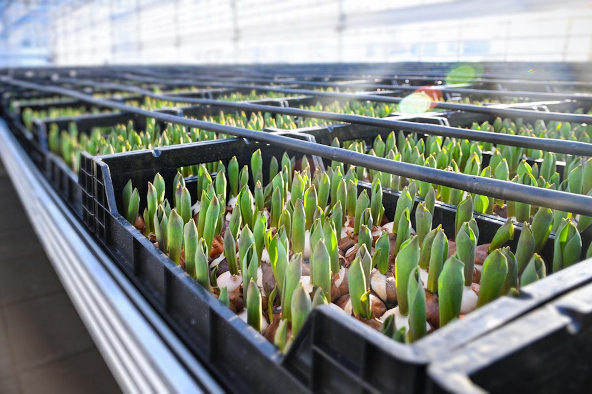 Свыше 3 млн штук цветочной рассады вырастил тепличный производственный комплекс в Казани