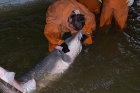 В Чите на ферме вырастили осетра весом 2,5 кг