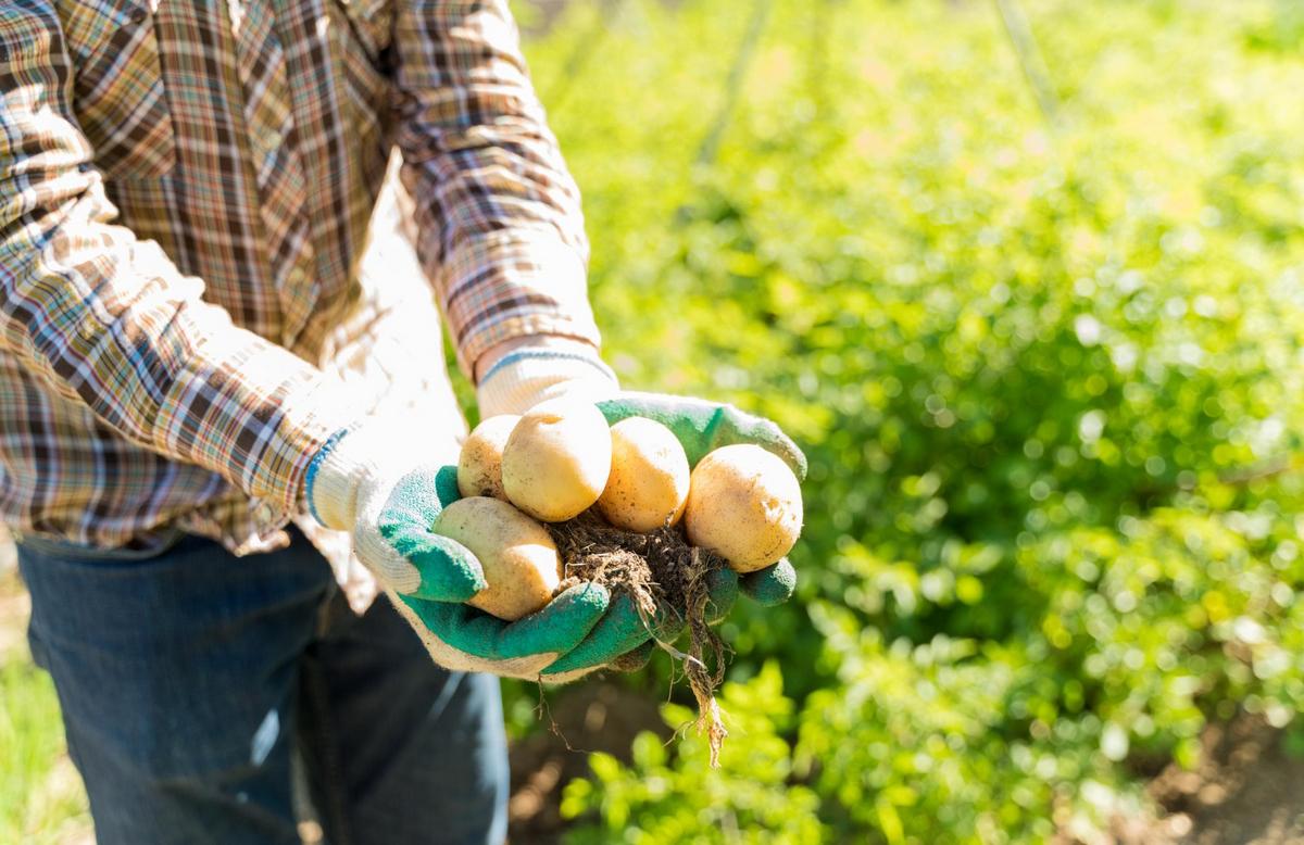 Картошка по 300 рублей?! И грянул «идеальный шторм». Спасет ли россиян картофель из Египта?