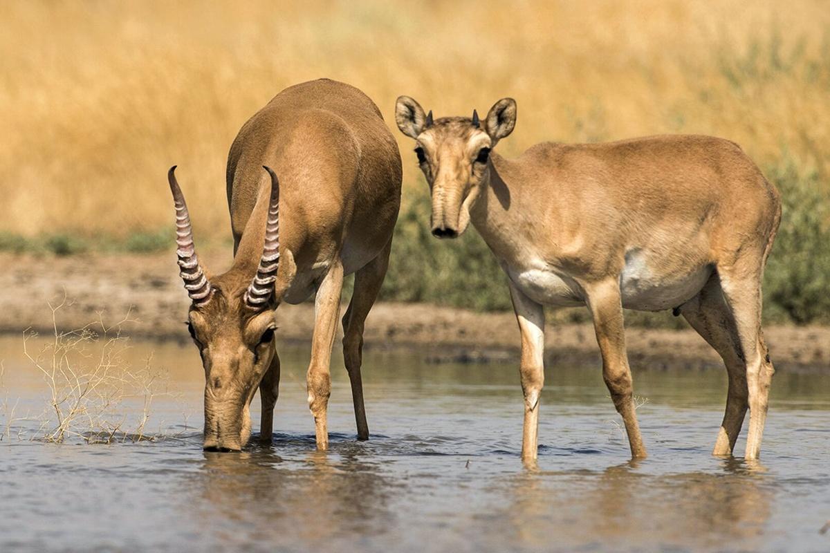 В Саратовской области добились исключения сайгаков из Красной книги