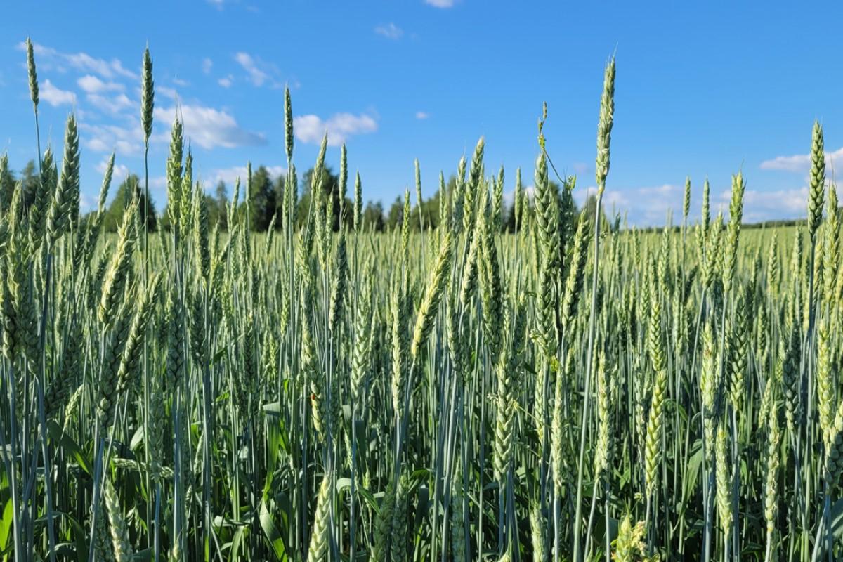 Аграрии Челябинской области продолжают получать субсидии перед посевной