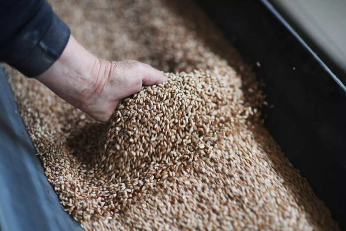 Россия снизит пошлина на экспорт пшеницы с 18 по 24 июня