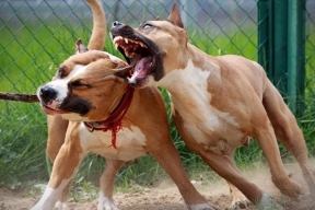 A couple has been convicted in Britain for organizing violent dog fights on their estate