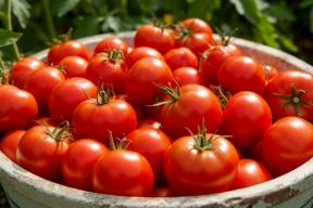 От фитотрона до грядки: как быстро рекордные томаты доберутся до потребителя