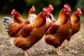 В Японии уничтожили около 75 тысяч кур