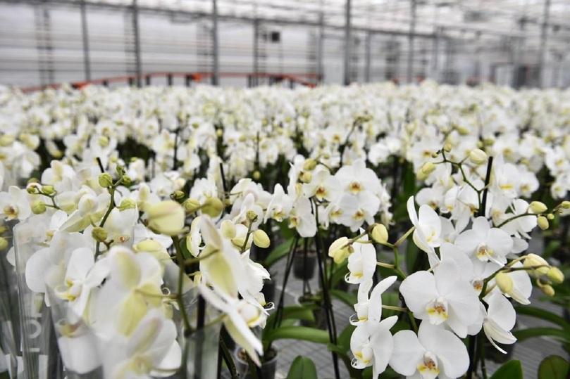 В Ярославской области в производственных масштабах начнут выращивать орхидеи