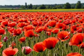 Дачников предупредили о тюремных сроках за мак, ипомею и другие любимые растения