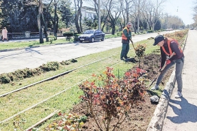 Масштабное озеленение Крыма: от саженца сталинградского тополя в Керчи до розовых аллей в Евпатории