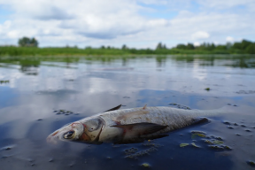 Минприроды Тверской области выясняет причину гибели рыбы в Волге