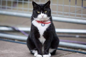 Palmerston the cat, who retired from the UK Foreign Office, went to Bermuda