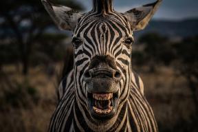 «Лошадка» с психикой берсерка. Их боятся даже львы: почему люди так и не смогли покорить зебр