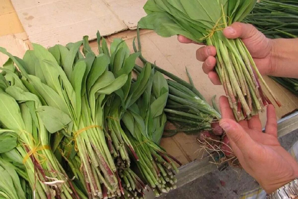 Эксперты предупредили об опасности чемерицы