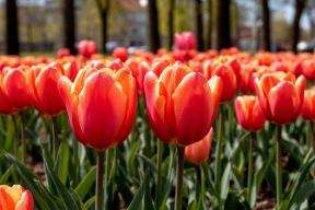 В Ульяновске к 8 Марта вырастили свыше 150 тысяч тюльпанов