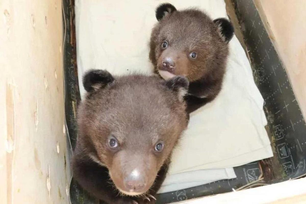 Спасенных гималайских медвежат после реабилитации перевозят в зоопарк Новосибирска