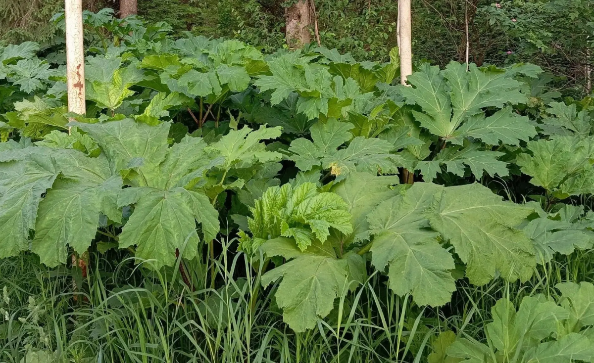 Спикер Заксобрания Роман Береснев: Депутатский корпус расширил полномочия правительства Кировской области по защите земель от борщевика