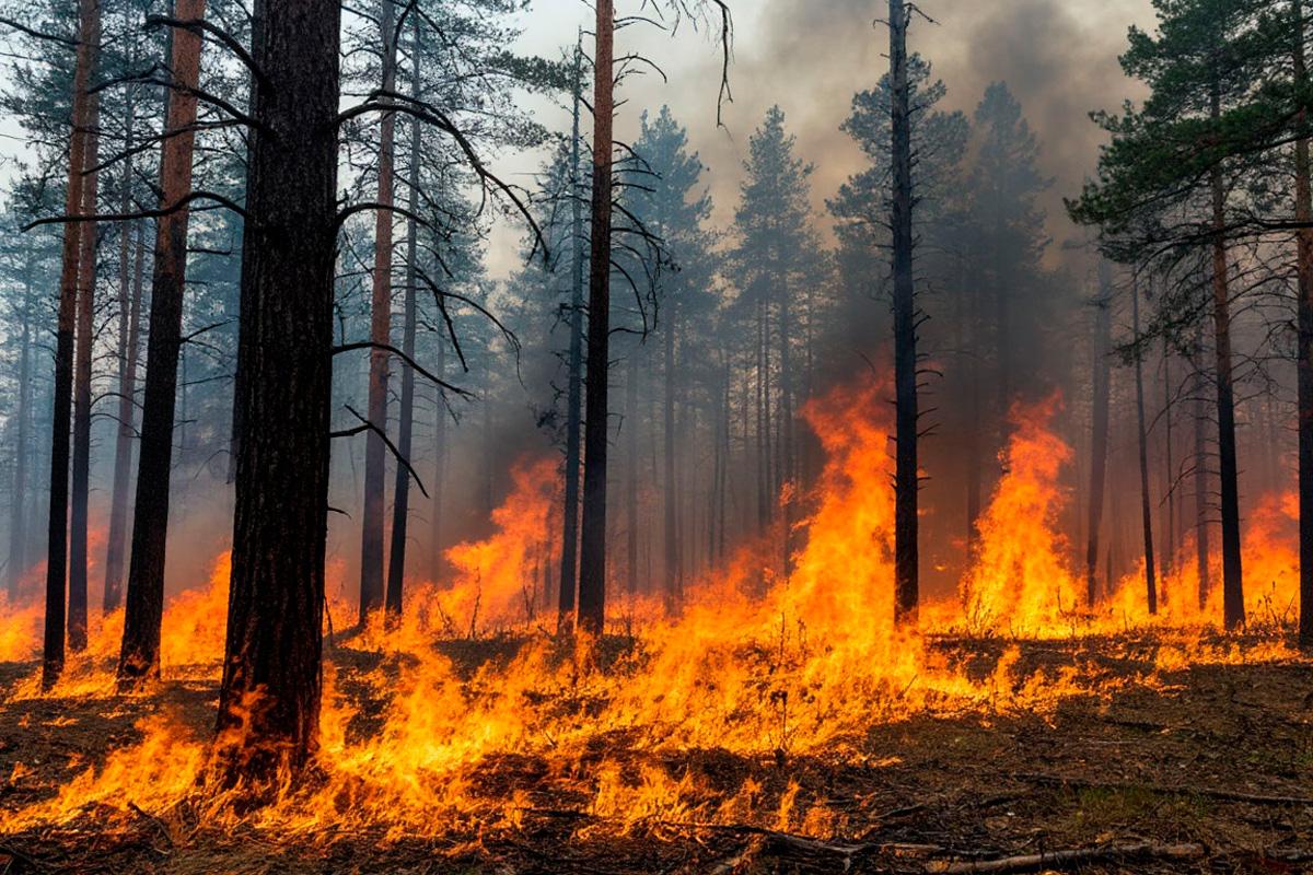С начала пожароопасного сезона в Забайкалье огнём пройдено 278 тысяч гектаров леса