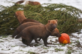 Около 240 тысяч рублей пожертвовали москвичи на поддержку животных Московского зоопарка