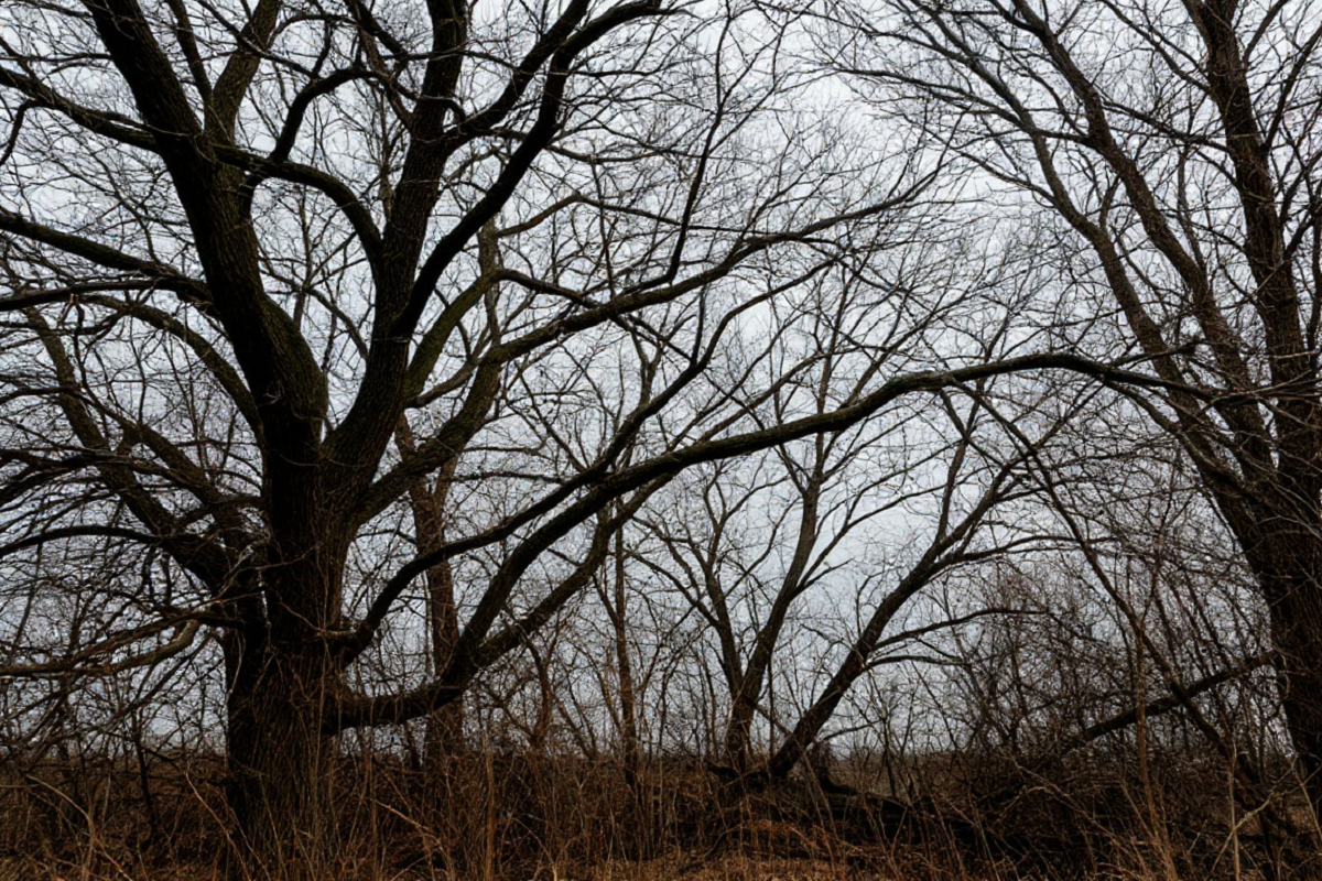 В Мордовии объявили экстренное предупреждение из-за ветра