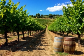 A wine press crushed a winemaker at a winery in Italy.
