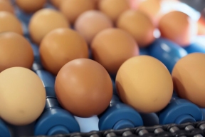 В Ульяновской области производство куриных яиц увеличилось на 11%