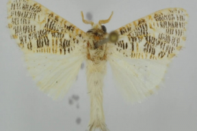 Обитающий в Танзании новый вид бабочек назвали в честь профессора ТГУ Феликса Тарасенко