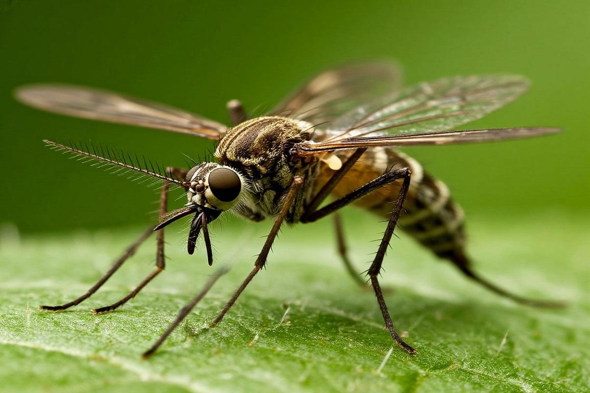 Когда ждать первых комаров: прогноз биолога Марьинского